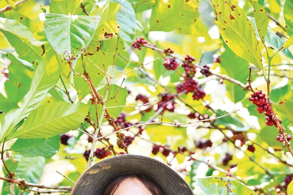 Thu hoạch cà-phê mít. Ảnh: Pun Coffee
