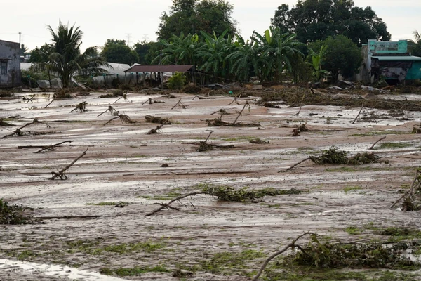 Vườn cây của người dân hư hỏng, không có dấu hiệu sự sống sau khi nước lũ, bùn đất tràn qua.