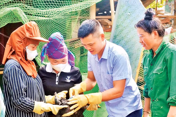 Giáo viên Trung tâm hướng dẫn học viên lớp học nghề kỹ thuật chăn nuôi và phòng trị bệnh cho gia cầm tại bản Huổi Phúc, xã Thanh Yên cách tiêm thuốc trị bệnh cúm trên gia cầm.