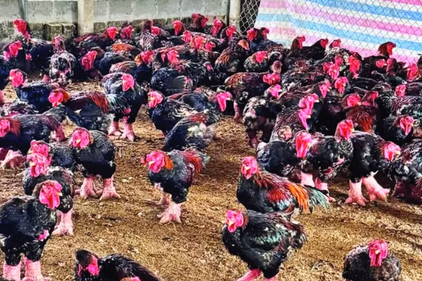 Nuôi gà Đông Tảo ngày càng mang lại giá trị kinh tế cao cho người chăn nuôi.