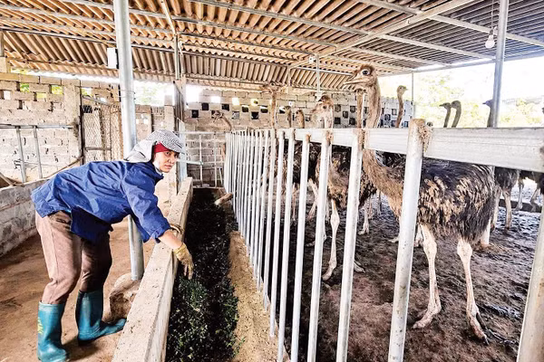 Trang trại đà điểu của chị Lê Hải Yến, xóm Mỵ, phường Tân Hòa luôn được chăm sóc cẩn thận.
