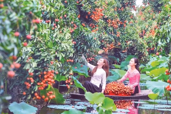 Khu du lịch sinh thái Đồng Mẩn vào mùa vải chín.