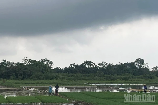 Dự báo khu vực Hà Nội có lúc có mưa rào và dông, cục bộ có nơi mưa to. (Ảnh minh họa: Đ.T)
