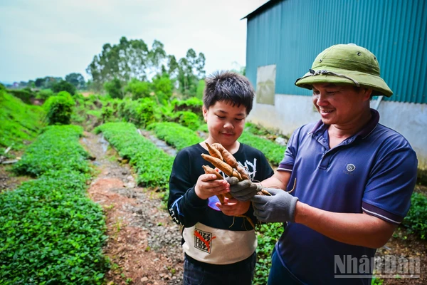 Vào những năm 70 của thế kỷ trước, sâm Nam núi Dành gần như cạn kiệt. Những giai thoại của đặc sản này chỉ còn được biết đến trong các câu chuyện truyền miệng, hoặc từ những thư tịch cổ còn sót lại, thậm chí đã dần mờ nhạt trong tiềm thức của người địa phương.