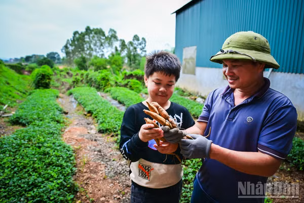 Vào những năm 70 của thế kỷ trước, sâm Nam núi Dành gần như cạn kiệt. Những giai thoại của đặc sản này chỉ còn được biết đến trong các câu chuyện truyền miệng, hoặc từ những thư tịch cổ còn sót lại, thậm chí đã dần mờ nhạt trong tiềm thức của người địa phương.
