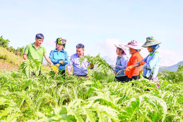 Ông Đỗ Tiến Sỹ (thứ 3 từ trái qua) thường xuyên hướng dẫn người dân kỹ thuật trồng và chăm sóc cây atisô.