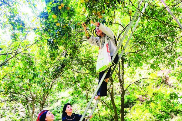 Người dân xã Bạch Thông thu hái quýt.
