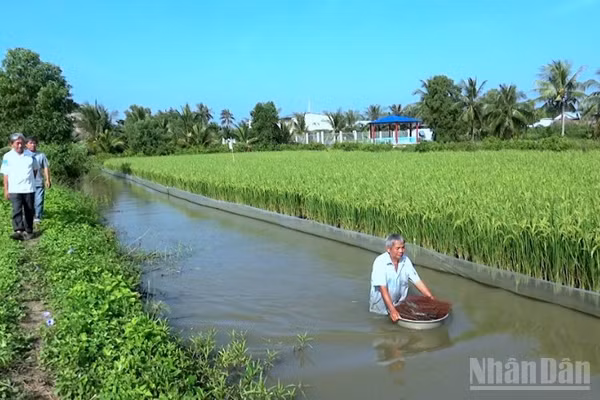 Mô hình canh tác lúa-tôm kết hợp tại Cà Mau không sử dụng hóa chất, thuốc bảo vệ thực vật, cho ra hạt thân thiện môi trường.