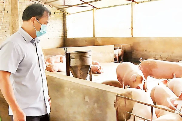 Cán bộ kiểm tra tại một cơ sở chăn nuôi bị ảnh hưởng do mưa lũ. (Ảnh BÁ HOÀNG)