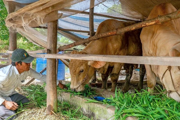 Hộ nghèo xã Tân Lộc (tỉnh Cà Mau) được tiếp cận vốn chính sách thực hiện mô hình chăn nuôi bò tại nhà.