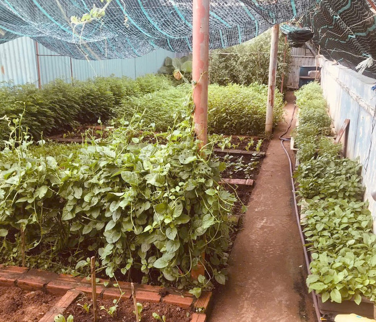 Một góc vườn rau xanh của Trung tâm dịch vụ hậu cần kỹ thuật trên đảo Sinh Tồn không chỉ cung cấp rau xanh cho bộ đội mà còn cho cả ngư dân vào tránh trú, sửa chữa (Ảnh: SH) 9696f6fcd56c62323b7d-6139.jpg