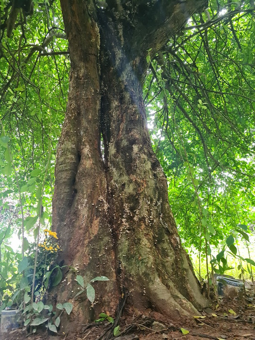 Cây duối thôn Thụy Hà được công nhận là cây di sản Việt Nam.