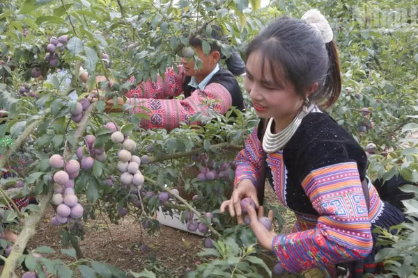 Thành viên các đội tham gia thi hái mận.