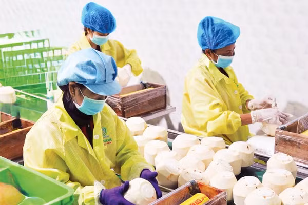 Đóng gói dừa xuất khẩu tại doanh nghiệp trên địa bàn tỉnh Vĩnh Long. (Ảnh: MINH ANH)