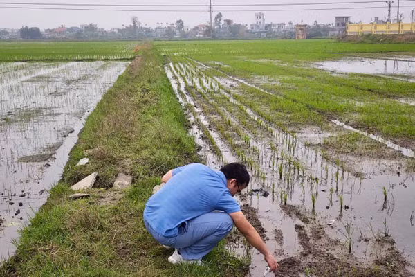 Dự án nhằm ăng lực thích ứng với biến đổi khí hậu và thúc đẩy nông nghiệp xanh tại các khu vực ven biển Đồng bằng sông Hồng.