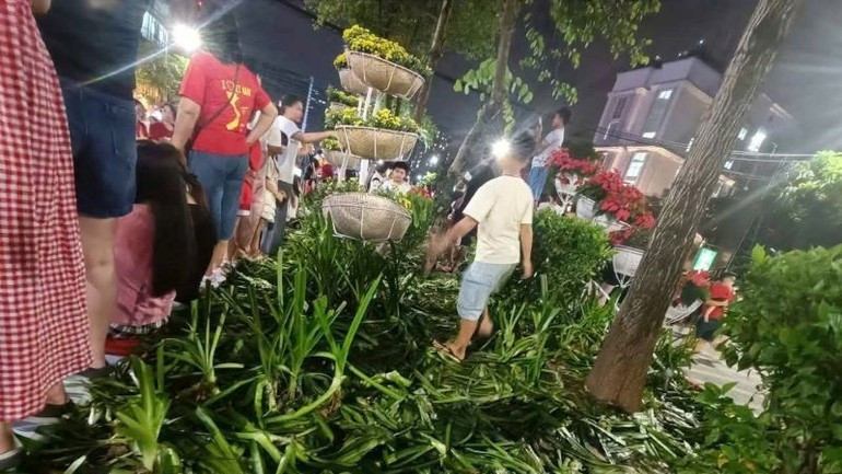 Những hàng cây được chăm sóc trong nhiều tuần đã bị đổ rạp. image-4-7660.jpg