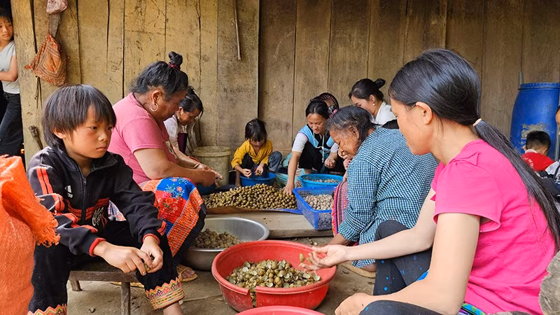 Thu hoạch quả mắt cá luộc, bóc, sấy tạo thêm thu nhập cho người dân bản Sài Khao, tỉnh Thanh Hóa.