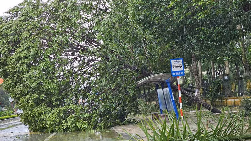 Cây xanh đô thị ở Thanh Hóa bị gió giật đổ.