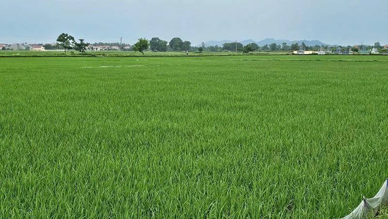 Cây lúa trên đồng đất Thanh Hóa đang sinh trưởng, phát triển. ruongh.jpg