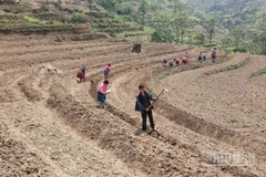 Đồng bào các dân tộc tỉnh Cao Bằng chuyển đổi đất rẫy trồng cây lương thực sang trồng cây dược liệu, mang lại hiệu quả kinh tế cao.