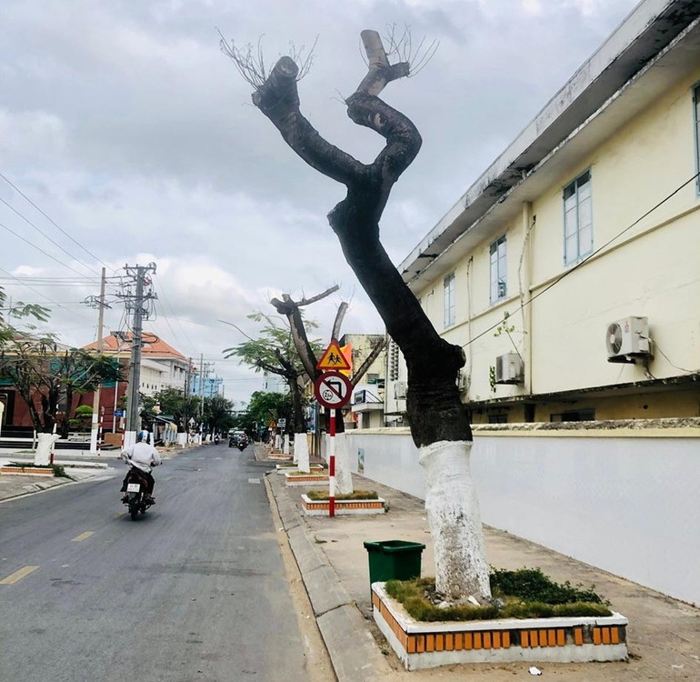 Hàng cây phượng vĩ, 30-40 năm tuổi tại đường Lê Văn Duyệt (phường 3 cũ, nay là phường Bạc Liêu, trước cổng trường tiểu học Phùng Ngọc Liêm) bị công nhân thuộc Trung tâm Dịch vụ đô thị Bạc Liêu cắt cụt ngọn, trơ gốc, nguy cơ chết. 11b.jpg