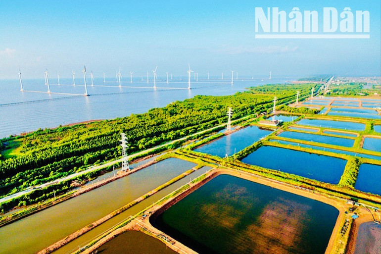 Bạc Liêu từ lâu được mệnh danh là "trung tâm điện gió" của vùng Đồng bằng sông Cửu Long. ( Ảnh: THU ĐÔNG) img-2087-2817.jpg