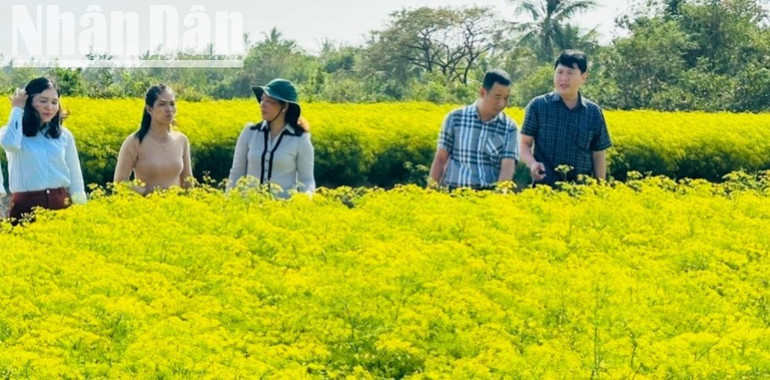 Nhiều hộ Khmer ở vùng ven biển tỉnh Bạc Liêu (cũ) khá lên nhờ trồng rau màu. (Ảnh TRỌNG DUY) img-2687-3546.jpg