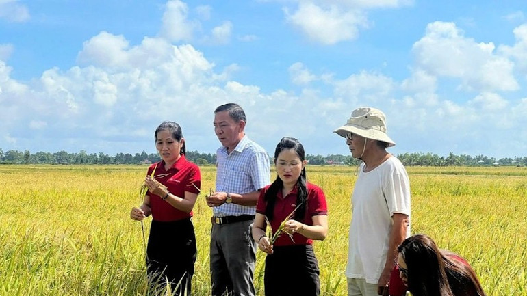 Xã Hòa Bình là vùng trọng điểm lúa chất lượng cao của tỉnh Cà Mau. Trong ảnh: Giám đốc Agribank Chi nhánh Hòa Bình Nguyễn Thục Nghi (bìa bên trái) kiểm tra cánh đồng lúa chất lượng cao. img-4756-3106.jpg