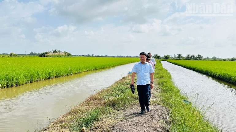 Cà Mau: Mô hình lúa-tôm hiệu quả cao, thu hút nhiều cán bộ, nông dân đến thăm quan, học tập ndo_tr_img-6139-7773.jpg