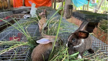 Trang trại thỏ rừng của ông Ngọc có diện tích chỉ vài chục mét vuông. (Ảnh: HOÀNG TRUNG)