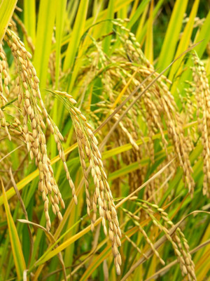 Lúa gạo Việt Nam