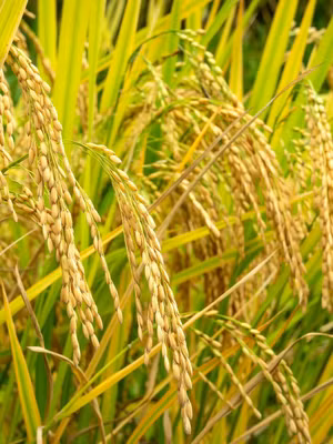 Lúa gạo Việt Nam