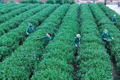 Người dân xã Tân Cương chăm sóc cây chè.