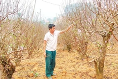 Người dân xã Xuân Quang chăm sóc đào Tết.