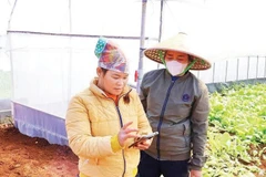 Nông dân Hợp tác xã Nông nghiệp dịch vụ-cung ứng thực phẩm Đà Bắc sử dụng điện thoại thông minh để điều khiển hệ thống tưới tự động.