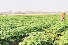 Nông dân Bắc Ninh chăm sóc khoai tây để thu hoạch dịp Tết Nguyên đán.