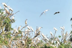 Đảo Cò ở Nam Thanh Miện là nơi cư trú thường xuyên của hàng chục nghìn cá thể thuộc nhiều loài chim nước.