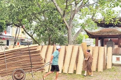 Thu hoạch bánh đa nem sau khi đã đủ nắng. 