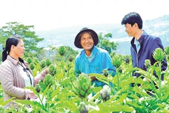 Liên kết trồng cây dược liệu atisô với doanh nghiệp mang lại thu nhập ổn định cho nhiều nông dân tại xã Lạc Dương, tỉnh Lâm Đồng.