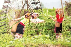 Đến với Hoa Tiến, du khách được hòa mình vào không gian đậm chất văn hóa đồng bào Thái ở miền tây Nghệ An.