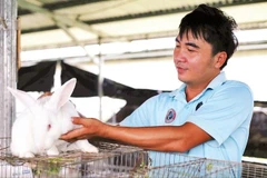 Thỏ giống New Zealand mang về thu nhập cao cho người nông dân.