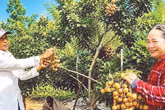 Nhãn Bạc Liêu từ lâu nổi tiếng trái to, ngọt lịm, thơm ngon (Ảnh CTV)