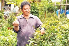 Ông Tiêu Văn Ghi chăm sóc mai Tết.