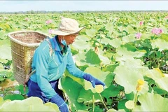 Mô hình “trồng sen, nuôi cá trê vàng, làm khô, kết hợp du lịch sinh thái” tại xã An Cư, tỉnh An Giang. (Ảnh CÔNG MẠO)