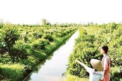 Một mô hình nông nghiệp áp dụng công nghệ tạo ra sản phẩm sạch, thân thiện môi trường tại Cần Thơ.