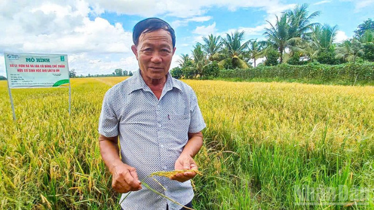 Ông Nguyễn Văn Diệu, nông dân phường Vị Tân, thành phố Cần Thơ bên cánh đồng lúa của gia đình. ndo_br_thiet-ke-chua-co-ten-1.png