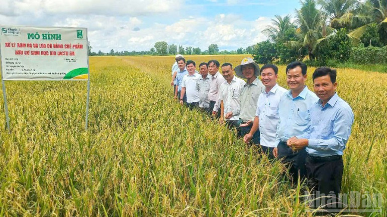 Nông dân tham quan cánh đồng lúa của Hợp tác xã Nông nghiệp và Dịch vụ Tân Tiến, phường Vị Tân, thành phố Cần Thơ ndo_br_thiet-ke-chua-co-ten-2.png