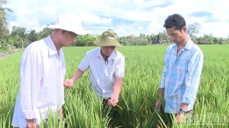 Can Thos universitet är inte bara kunskapens vagga om Mekongdeltat utan också en symbol för omvandlingen av det vietnamesiska jordbruket. ndo_br_thiet-ke-chua-co-ten-4.png