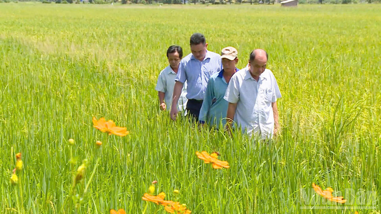 Lantbruksuniversitetet bistår orter i genomförandet av projektet med 1 miljon hektar högkvalitativt ris med låga utsläpp. ndo_br_z7205499776302-ce188fe8021d6b22ac3d921e8b03f744.jpg