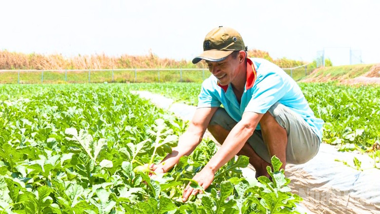 Người dân chăm sóc vườn rau, phấn đấu phát triển kinh tế gia đình ndo_br_thiet-ke-chua-co-ten-1.png